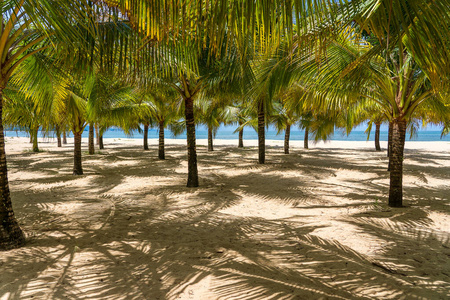 放松 热带 海岸 加勒比 海滩 棕榈 海洋 阳光 假期 旅行