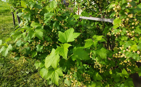 分支 生长 美丽的 植物 醋栗 颜色 园艺 花园 特写镜头