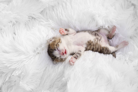 看一只可爱的新生小猫仰卧在白色毛毯上。宠物