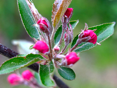 分支 花园 季节 苹果 樱桃 颜色 美女 特写镜头 生长
