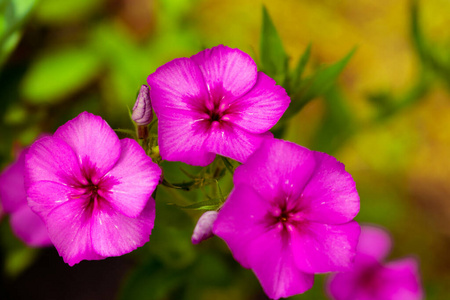 紫色 紫罗兰 颜色 花园 盛开 花的 开花 特写镜头 美丽的