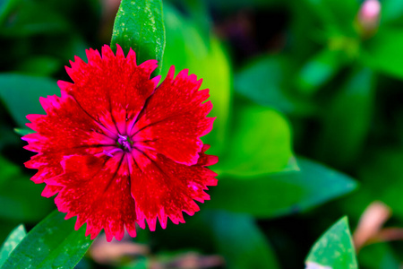 自然 颜色 夏天 木槿 特写镜头 植物学 粉红色 花瓣 百日咳