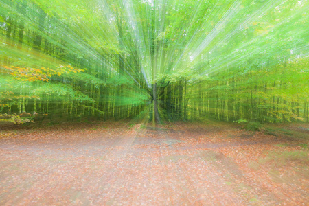 木材 秋天 郁郁葱葱 魔术 夏天 引力 冒险 太阳 门户