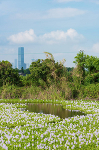 风景 环境 花园 植物 池塘 情景 美女 自然 香港 乡村