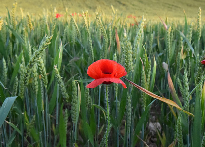 花瓣 自然 阳光 土地 郁金香 夏天 领域 开花 植物