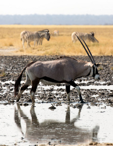 目的地 风景 旅行 非洲 自然 瞪羚 日落 公园 羚羊 宝石