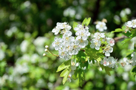 开花 盛开 自然 花园 植物区系 花瓣 春天 植物 水果