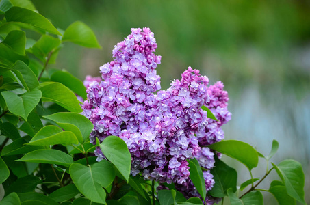 花的 植物 盛开 植物学 紫色 自然 夏天 春天 花园 丁香花