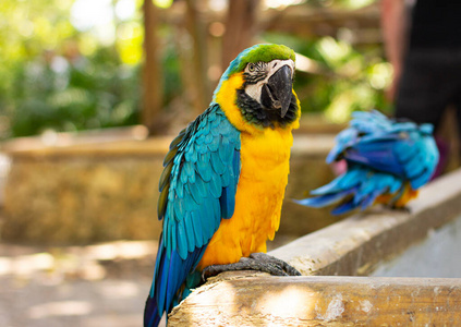 宠物 颜色 动物园 鹦鹉 肖像 羽毛 金刚鹦鹉 美丽的 野生动物