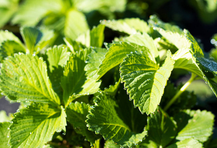 园艺 美丽的 颜色 季节 植物学 夏天 领域 食物 液体