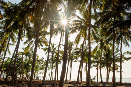 阳光 夏天 热带 椰子 假期 海岸 天空 自然 海滩 日出