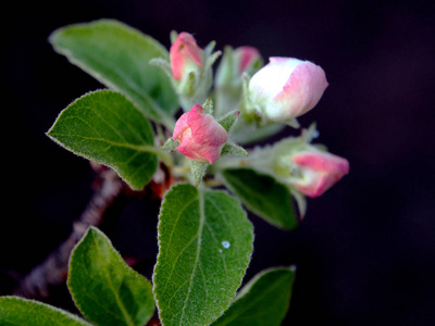 粉红色 花瓣 园艺 分支 生长 夏天 自然 花园 植物 樱桃