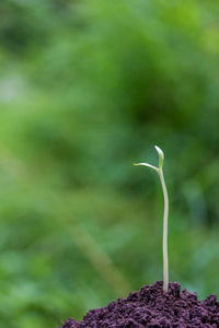 农业 自然 生活 花园 特写镜头 土壤 照片 污垢 发芽