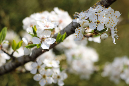 花瓣 天空 开花 粉红色 软的 樱桃 夏天 日本人 园艺