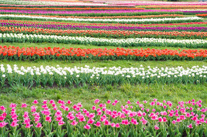 一组五彩缤纷的节日郁金香花坛.郁金香花开的田野.春天风景公园.