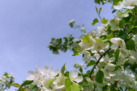 觉醒 花瓣 开花 复制空间 生长 夏天 植物 美女 盛开