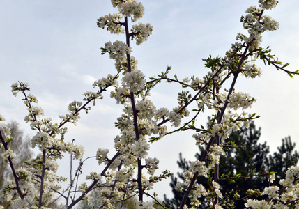 美丽的 季节 花园 盛开 苹果 樱桃 分支 开花 春天 天空