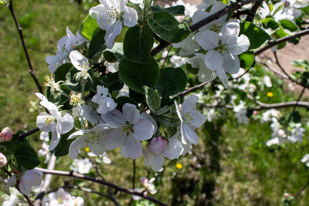 花的 自然 盛开 雄蕊 花瓣 季节 植物 分支 粉红色 苹果