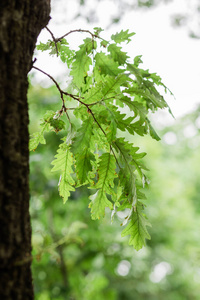 分支 绿色植物 森林 颜色 木材 植物学 公园 保护 自然