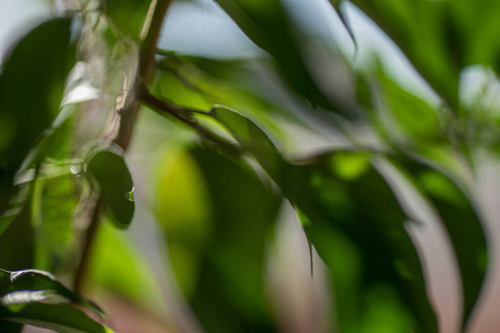 植物学 室内植物 榕树 房子 橡胶 树叶 哭泣 颜色 环境