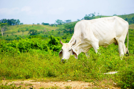 动物 农业 草地 牲畜 哺乳动物 乡村 牛奶 风景 农事