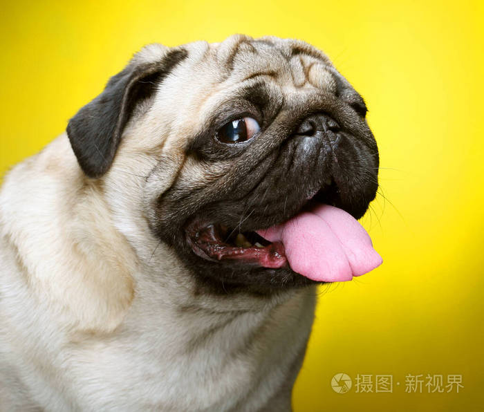 可爱的雄性哈巴狗特写