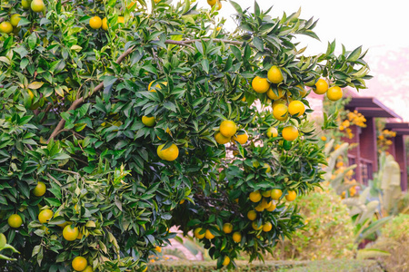 自然,有机水果,夏季橘子种植园.