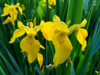 春天 夏天 季节 植物区系 自然 颜色 特写镜头 花的 花瓣