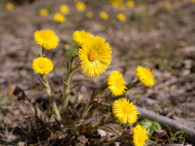 生长 特写镜头 自然 颜色 美丽的 开花 季节 花瓣 植物区系