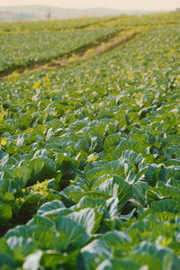 甘蓝 自然 收获 花园 作物 农场 乡村 蔬菜 污垢 种植园