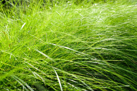 花园 植物 矮树丛 厚的 生长 公园 芦苇 杂草 群众