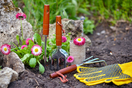 花坛 照顾 植物学 培养 种植 栽培 花园 季节 园艺 花盆