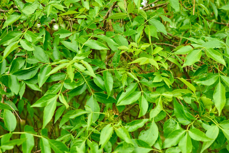 森林 自然 特写镜头 颜色 植物区系 季节 纹理 花园 环境