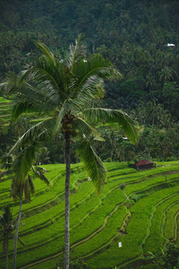 农业 印度尼西亚 食物 收获 亚洲 农场 假期 小山 乡村