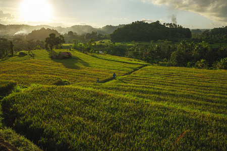 印度尼西亚 日落 美丽的 风景 小山 农业 自然 农事 乡村