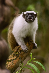 哺乳动物 动物 野生动物 灵长类动物 地方病 亚马逊 森林