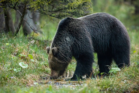 优势棕熊雄性从森林溪流中饮水图片