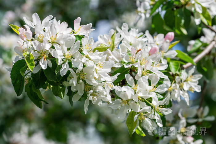 白苹果花。美丽的开花苹果树。春日花开的背景。