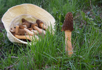 成长 蘑菇 伍兹 帽子 生长 植物 烹饪 真菌 食物 植物区系