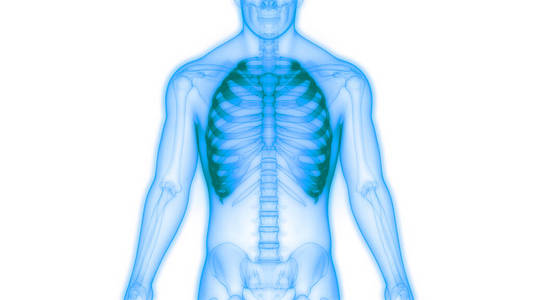 系统 健康 医学 解剖 骨架 肩胛骨 生物学 三维 骨骼