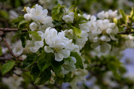 春天 开花 特写镜头 苹果 花园 植物 分支 盛开 自然