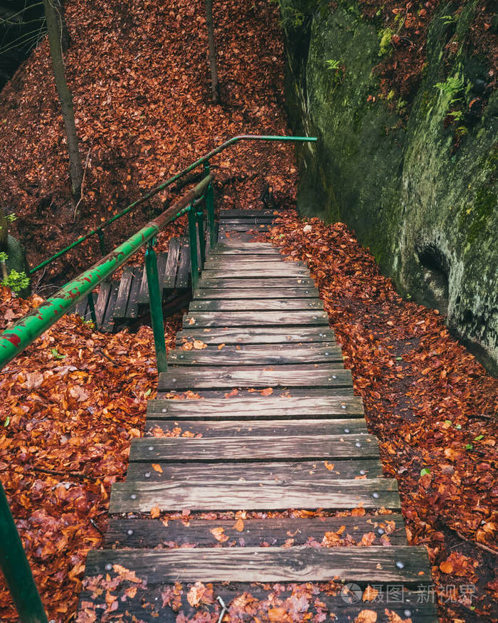 薄雾 风景 追踪 树叶 环境 童话 通路 自然 季节 秋天