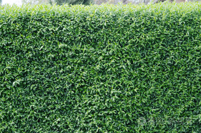 greentrimmedbushintheyardbackground