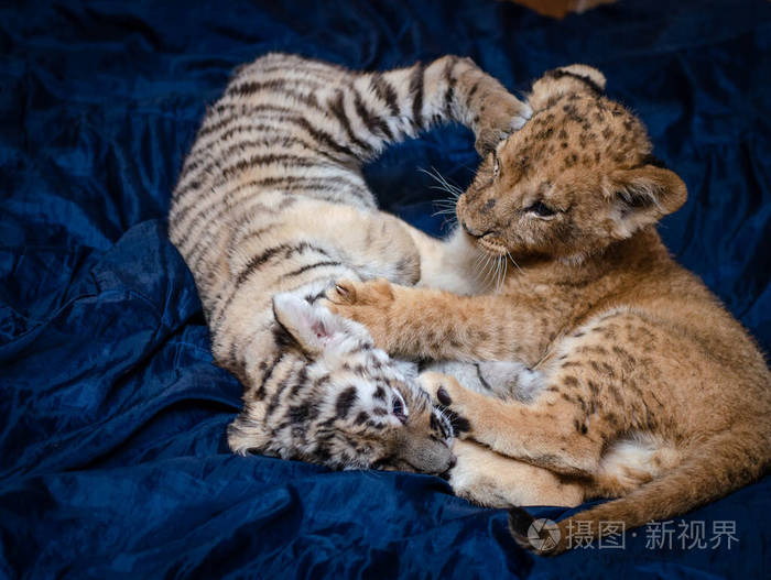 图为一只狮子幼崽和一只老虎幼崽在蓝色背景上的游戏