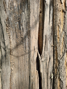 保护 古老的 榆树 树干 森林 老化 木板 松木 粮食 材料