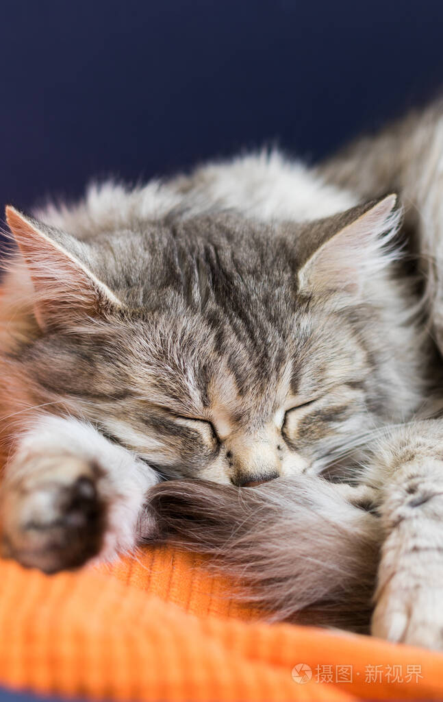 可爱的银发母猫在花园里放松照片-正版商用图片2dmmqf-摄图新视界