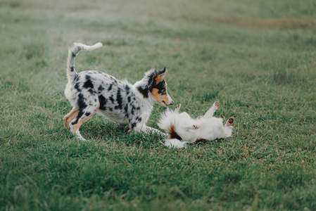 边境牧羊犬在草地上和吉娃娃狗玩耍