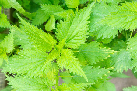 植物学 草药 夏天 医学 刺痛 美丽的 健康 植物 生长