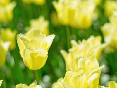 开花 五颜六色 复活节 植物 花园 郁金香 草地 季节 颜色
