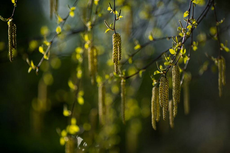树干 自然 分支 季节 阳光 树皮 太阳 树叶 美丽的 郁郁葱葱